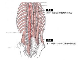 胸棘筋