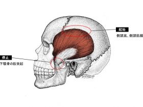 側頭筋