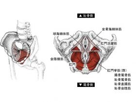 骨盤底筋群