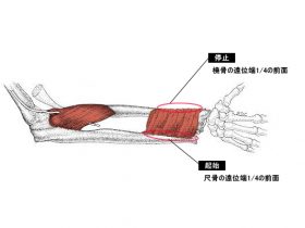 方形回内筋