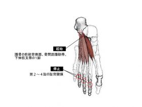 短趾伸筋