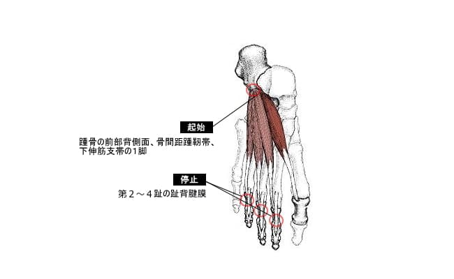 短趾伸筋の作用と役割 起始停止 神経支配 筋トレメニューなどを徹底解剖