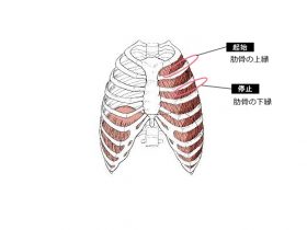 内肋間筋