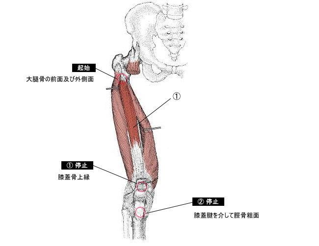 中間広筋